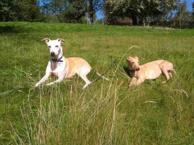 2 rescue dogs relaxing in field