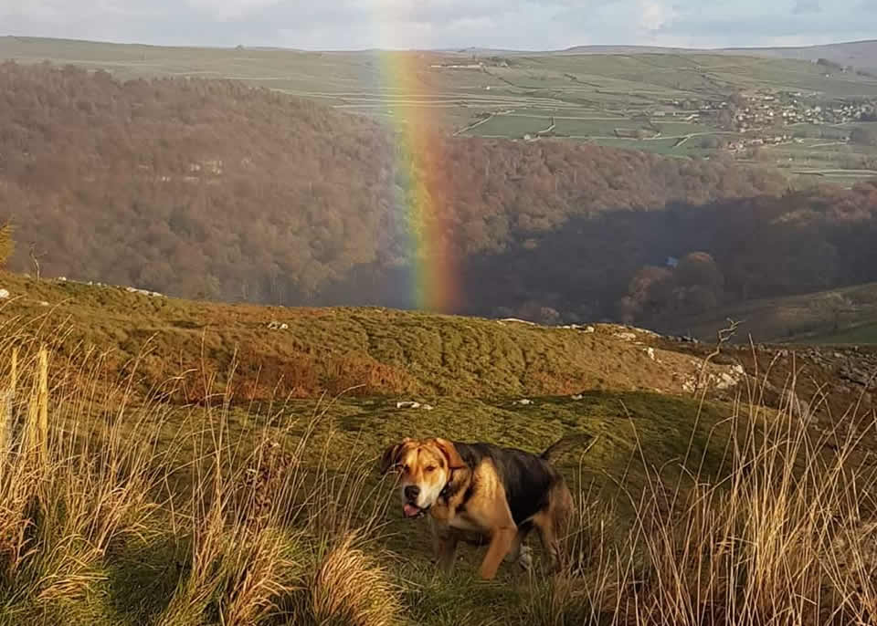 rescue dog and rainbow