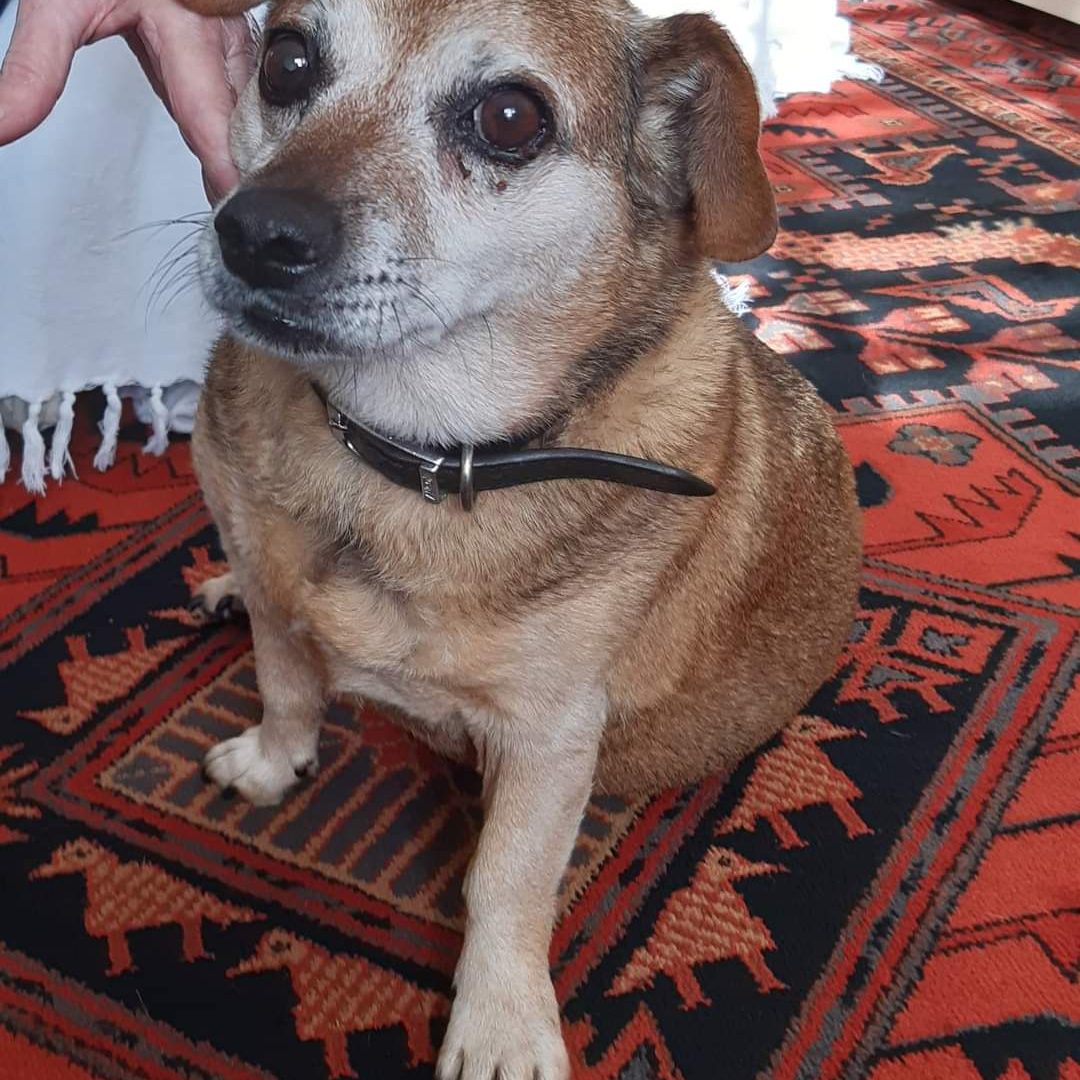 Sunny Aireworth Dogs In Need