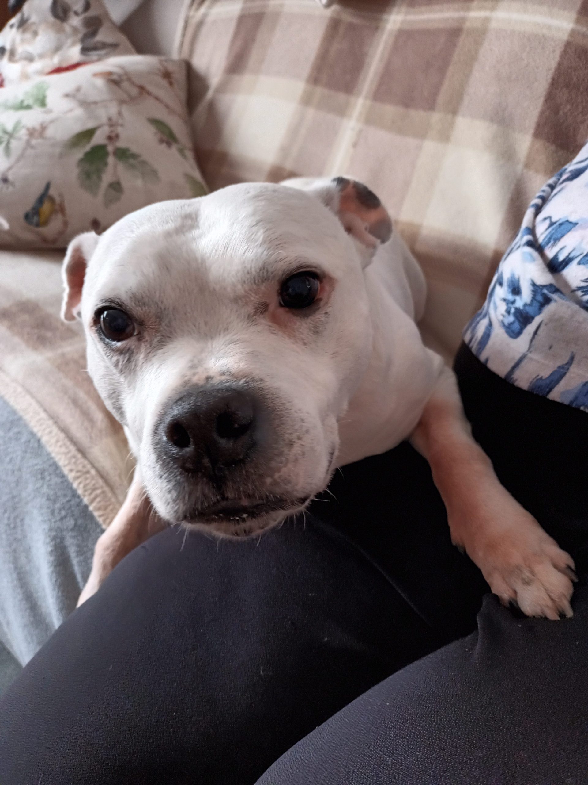 Pootle Aireworth Dogs In Need