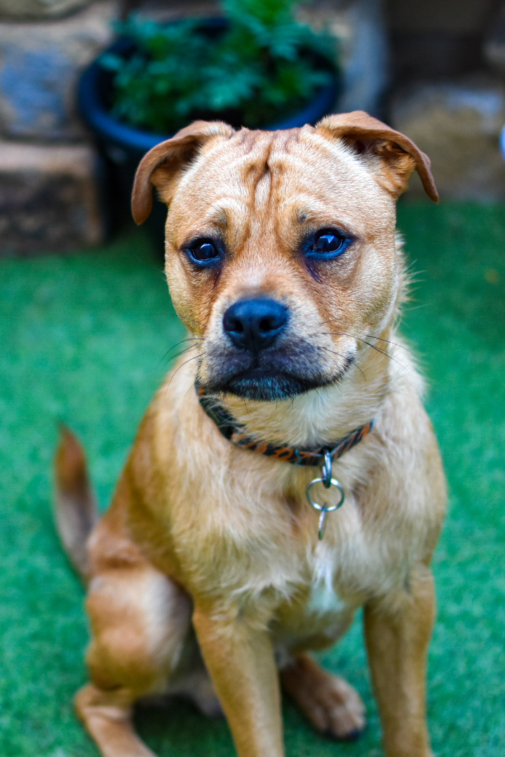 Fudge Aireworth Dogs In Need