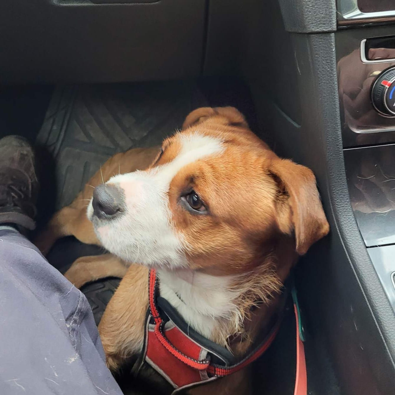 JJ Aireworth Dogs In Need