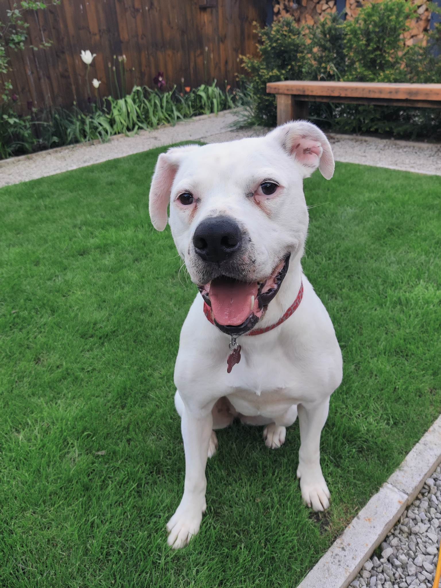 Kira Aireworth Dogs In Need