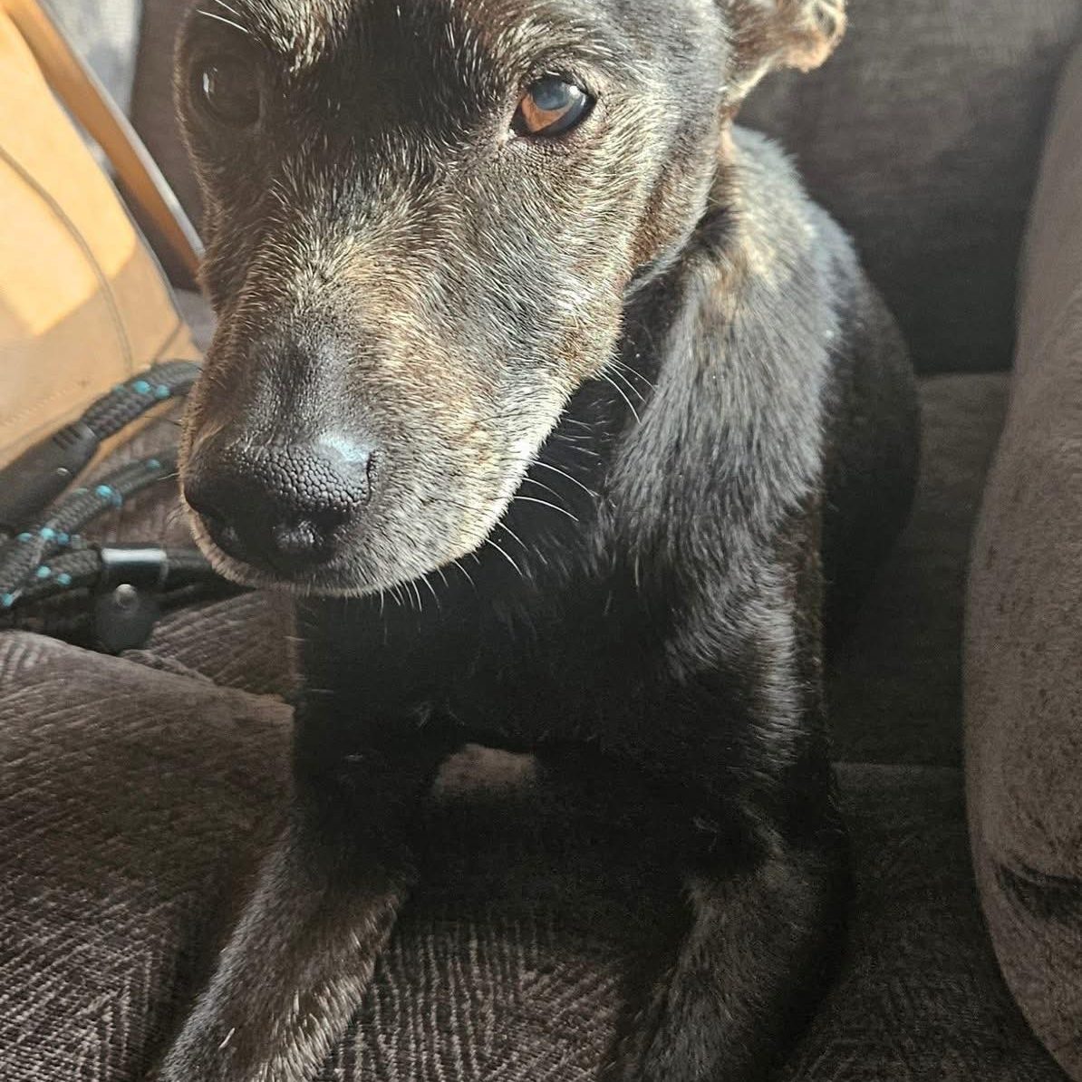 buddy
