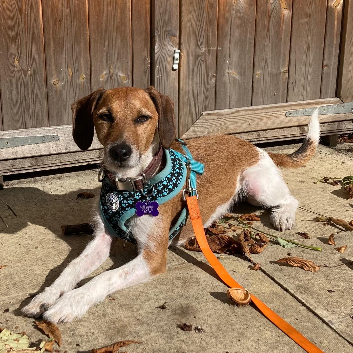 Harry, a 3 years old male Jack Russell Terrier X Beagle available for adoption from Aireworth Dogs In Need in Keighley, West Yorkshire