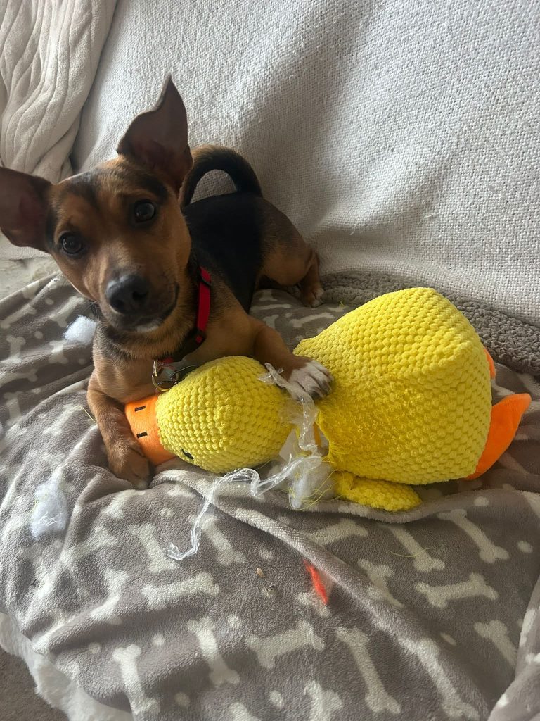 Playful little chap