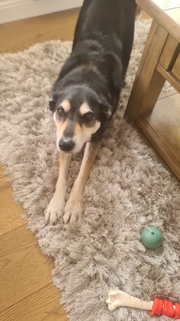 Bonded pair- must be rehomed with Penny