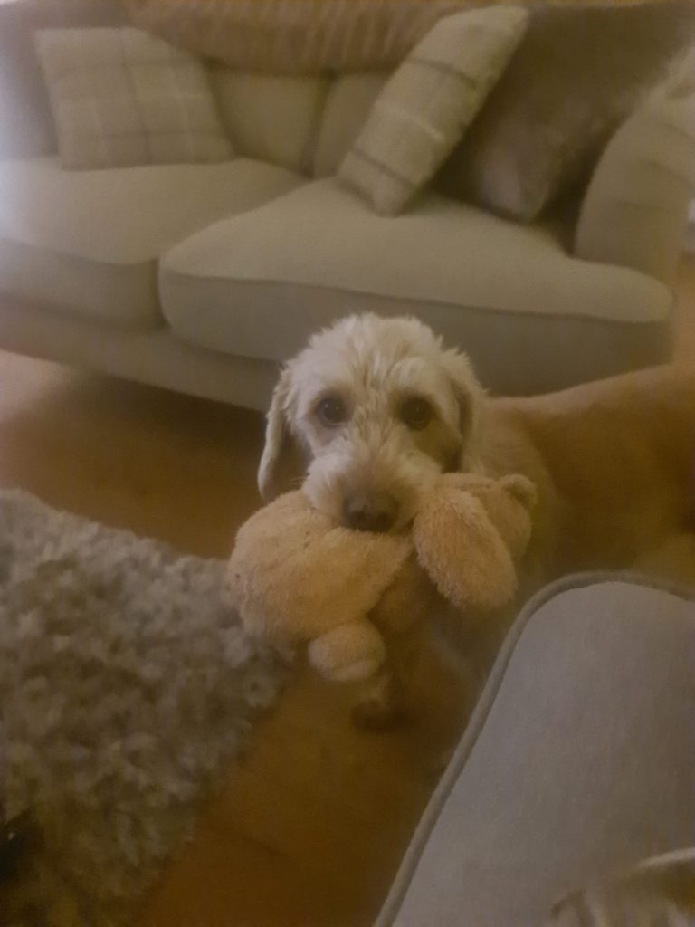 Bonded pair- must be rehomed with Abbie