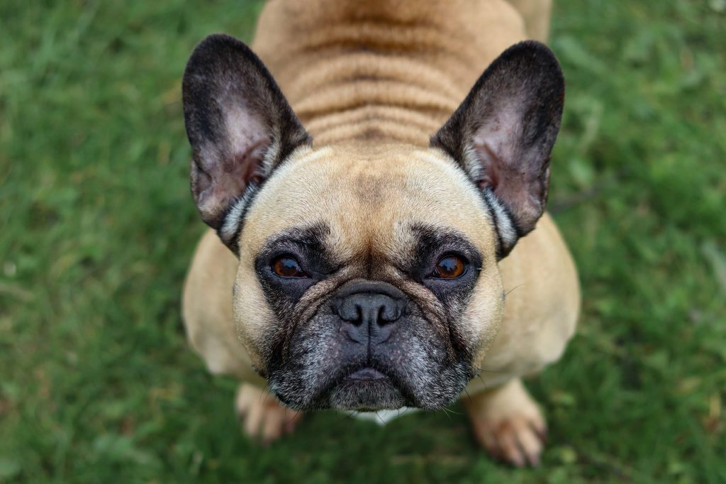 Gentle friendly little lady