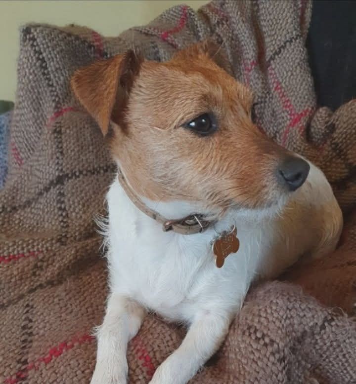 Sweet little JRT