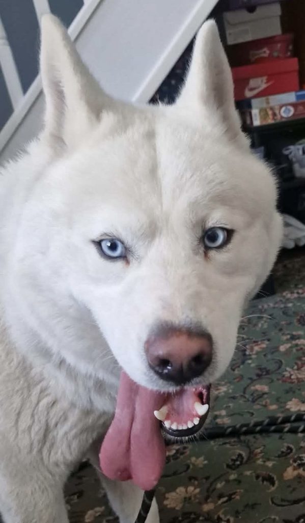 A stunning fluff ball