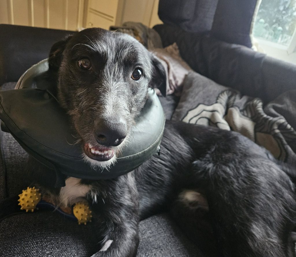 Goofy leggy lad!