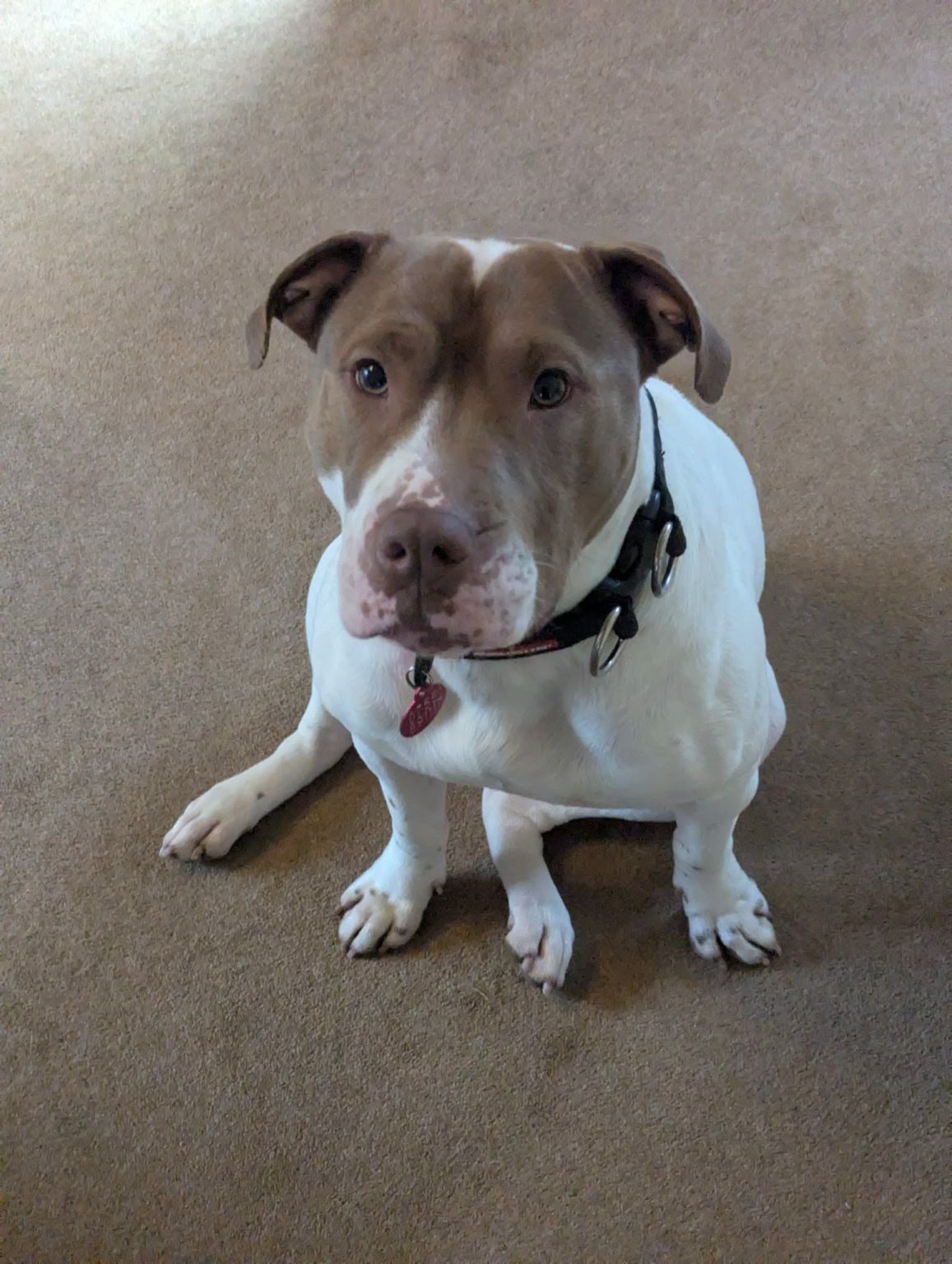Trixi, a 4 years old female Staffordshire Bull Terrier x American Bulldog available for adoption from Aireworth Dogs In Need in West Yorkshire