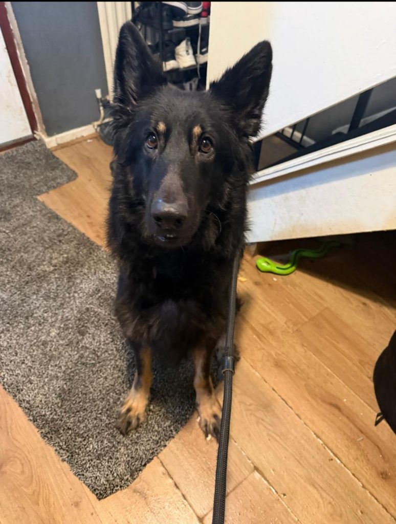 Lovable bouncy girl, full of fun
