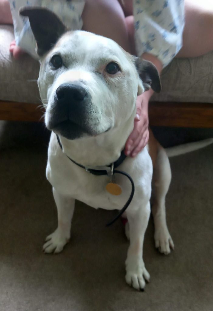 May 2026 - Old boy Stan was taken by his fabulous foster mum Gwyneth on his last journey. This lovely boy had been showing his age over the last few months and it was time to assist him over Rainbow Bridge. Run free gorgeous boy -you will be much missed by your fabulous foster mum.