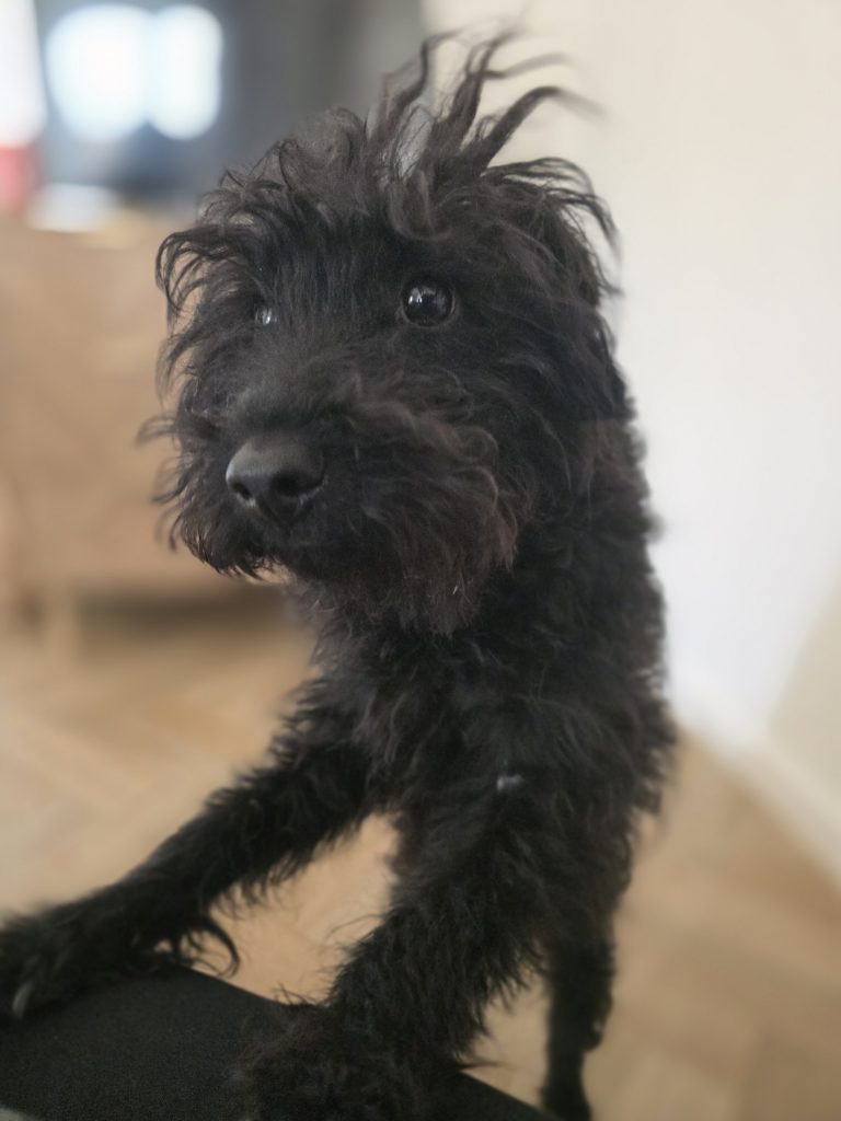 APPLICATIONS PAUSED
Super cute little firecracker!