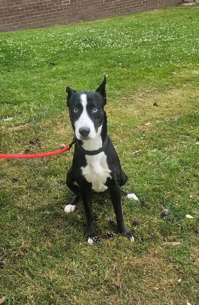 Active, affectionate and eager to please