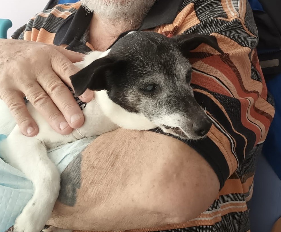July  2026 - RIP  Olly -such a sweet little fella.  A  massive thank you to his wonderful foster families, Mena and Jeff, then latterly Irene, for giving this old boy such wonderful homes along with his pal Cleo. Sleep tight little one