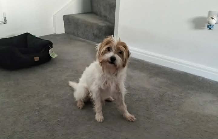 Terrific Terrier!