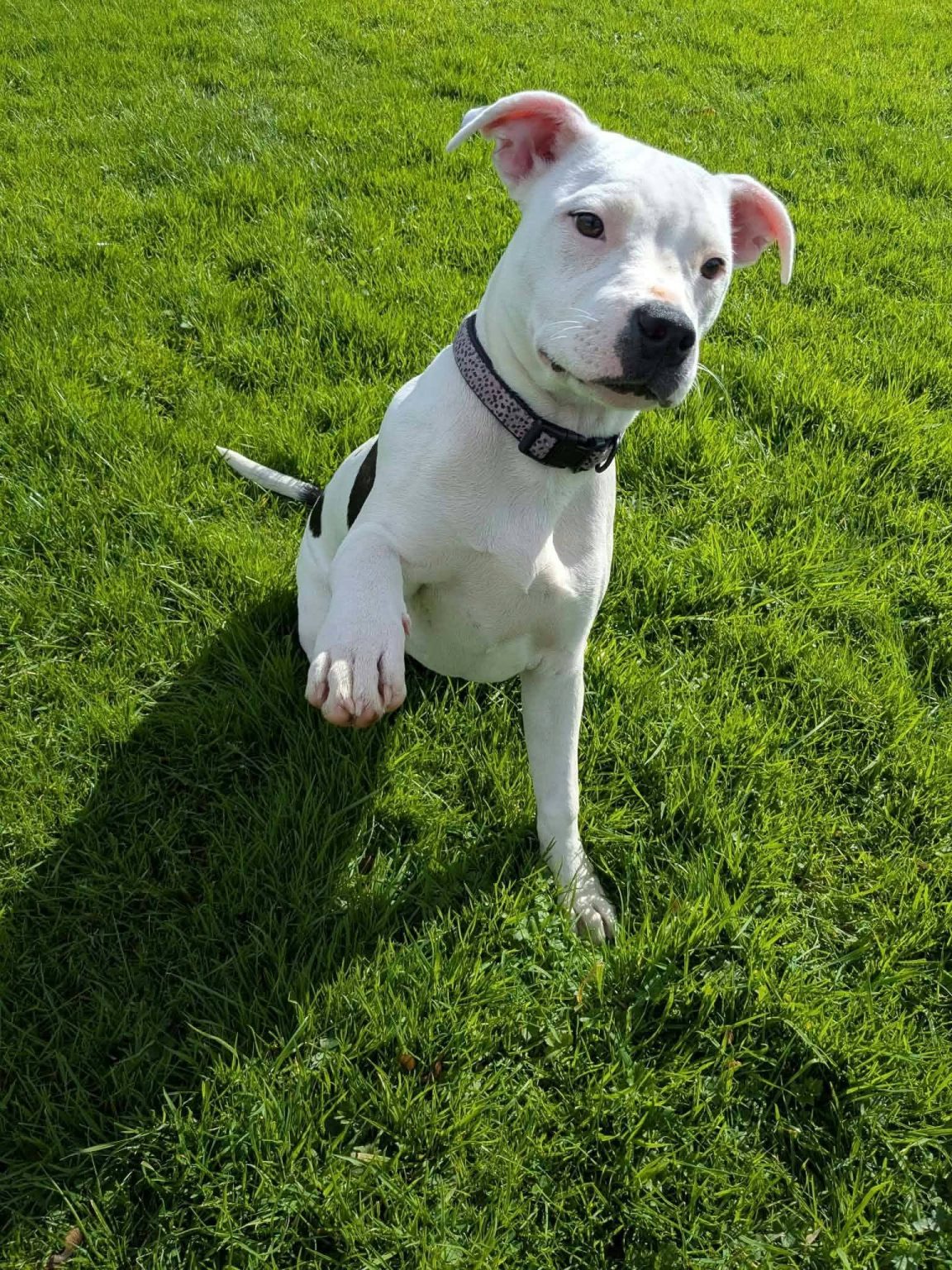 Olive, a 5 months old female Staffordshire Bull Terrier X available for adoption from Aireworth Dogs In Need in West Yorkshire