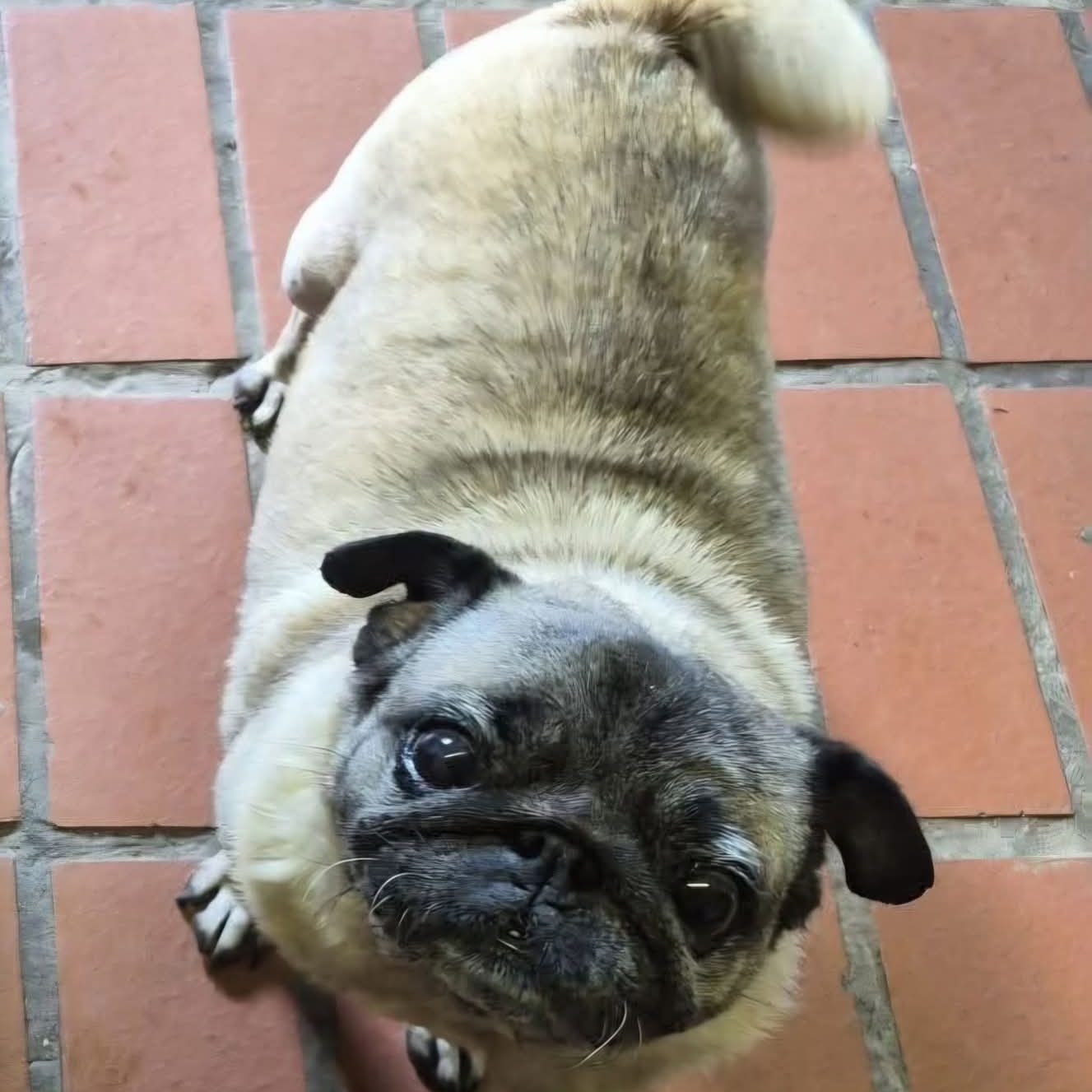 Misty, a 9 years old female Pug available for adoption from Aireworth Dogs In Need in West Yorkshire